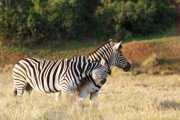 Obraz na płótnie Canvas Burchell's Zebra