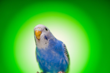 one blue parrot budgies.bird on the green background.