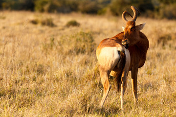 Red Harte-beest - Alcelaphus buselaphus caama