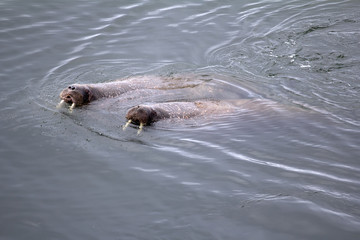 Two Atlantic walrus in state of mating. Barents sea