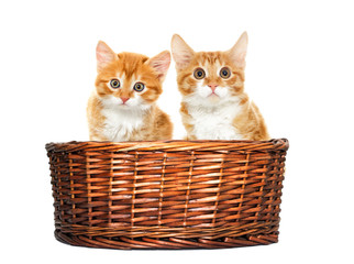 Obraz na płótnie Canvas red cat looks in the basket