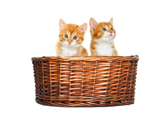 Fototapeta na wymiar kitten looking in the basket
