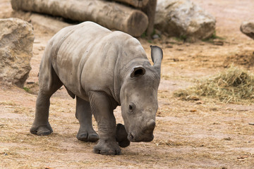Fototapeta premium Bébé Rhinocéros