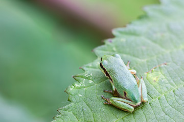 European tree frog