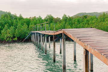 Wood path over river and through tropical forest