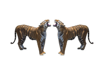 tiger isolated on white background