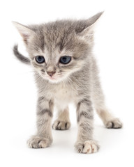 Small gray kitten.