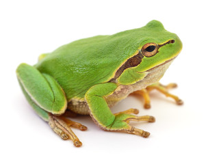 Fototapeta premium Green frog isollated.