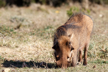 Fototapeta premium Phacochoerus africanus The common warthog