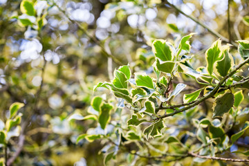 Fototapeta na wymiar Ilex aquifolium (Golden queen holly) - tree and details