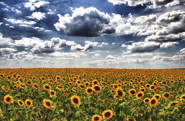 field of sunflowers, blue sky, white clouds