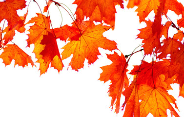  autumn leaves isolated on white