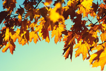 Fototapeta na wymiar autumn leaves on sky