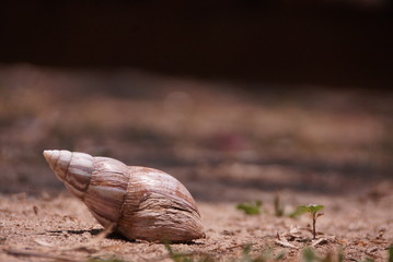 Snail on the ground
