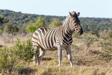 Burchell's Zebra