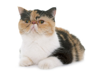 tricolor exotic shorthair cat