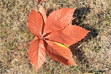leaves