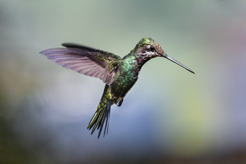Stripe-breasted Starthroat