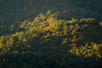 Obraz premium Hyrcania Forest, Mazandaran, Iran