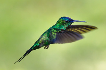 Obraz premium Violet-capped Woodnymph