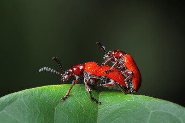 Red Beetle in Southeast Asia.