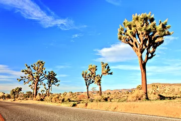 Foto op Plexiglas Natuurpark Desert Road with Joshua Trees in the Joshua Tree National Park, USA