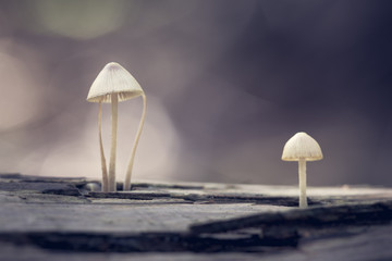 Fairy Inkcap mushroom