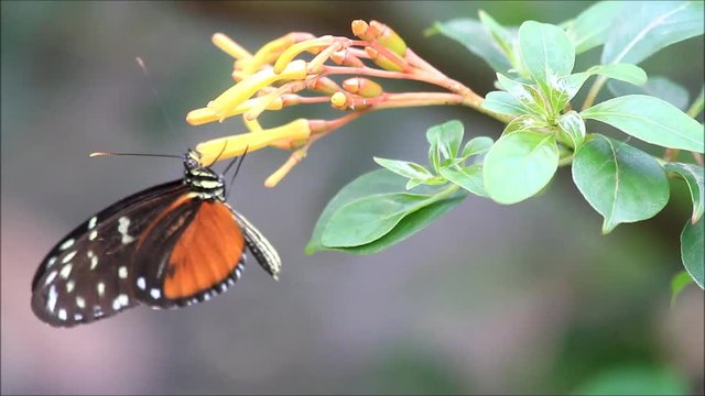 butterfly Tiger Longwing (Heliconius hecale) on flower
