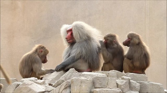 Baboons (Papio hamadryas) taking care of each other
