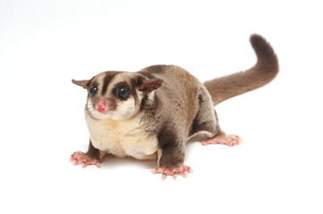 Closeup of female sugar glider standing on the floor isolate on white
