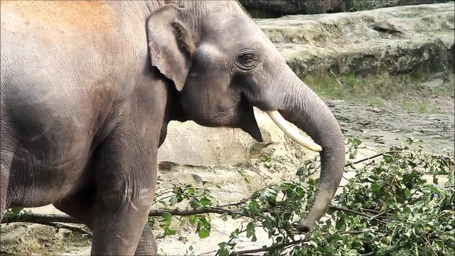 elephant (Elephas maximus) in a wildlife park
