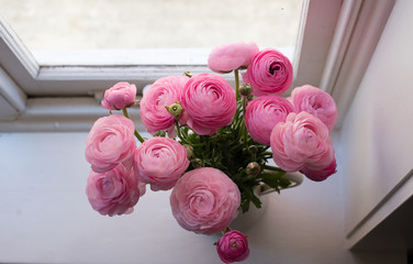 High angle view of pink ranunculus in white jug on window sill