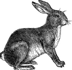 Fototapeta premium Vintage image rabbit