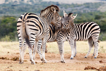 Fototapeta na wymiar Kiss The Girl - Burchell's Zebra