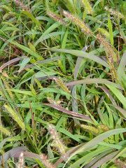 Green and gray high long grass with fluffy long spikelets