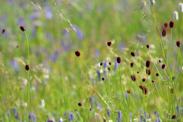 Nature bokeh in spring with  grass
