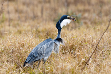Swallowing Your Food - Great Blue Heron Bird