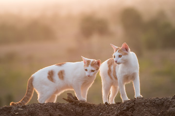Two cat  on the mound soil and looking,sunset landscape background.