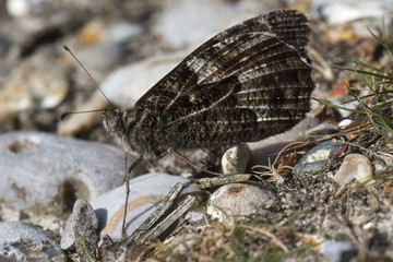 Grayling Butterfly (Hipparchia semele)