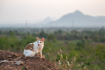 Cat sitting on the mound soil and looking,landscape mountain background