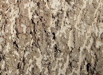 фон текстура кора дерева © Anna81