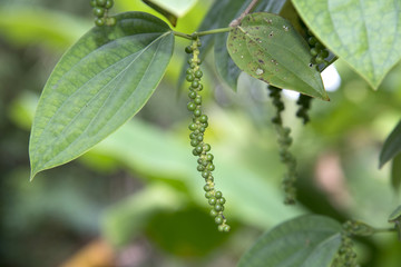 Close-up of fresh live green pepper