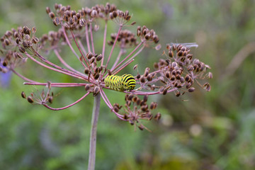Caterpillar Papilio Machaon.Beautiful green caterpillar creeps o