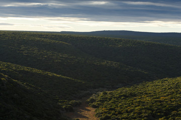 Green Bushes - Wildlife Park