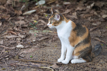 Naklejka na ściany i meble calico cat sitting and waiting on the leafy ground in the forest