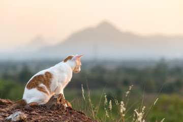 Cat sitting on the mound soil and looking,landscape mountain background