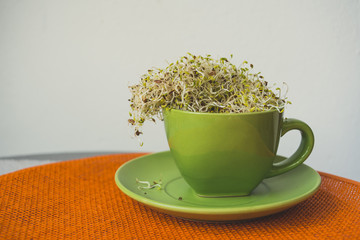 Alfalfa sprouts in green cup