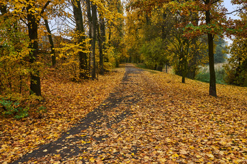 Obraz premium Falling leaves and alley in autumn park in Poland.