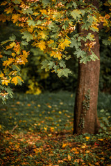 Autumn landscape with orange autumn oak tree in the field
