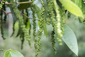 Close-up of fresh live green pepper